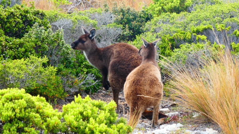 Mehr über den Artikel erfahren Kangaroo Island und Adelaide (19.11.-24.11.23)