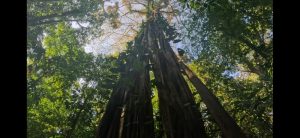 Mehr über den Artikel erfahren Costa Rica – Von San José nach Quepos (20.12.-25.12.23)