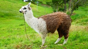 Mehr über den Artikel erfahren Ecuador – Vom Chimborazo nach Guayaquil (16.01.-23.01.24)