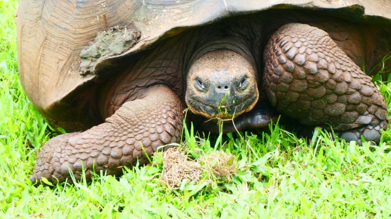 Mehr über den Artikel erfahren Ecuador – Galapagos Inseln (23.01.-30.01.24)