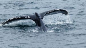 Mehr über den Artikel erfahren Chile – Von Punta Arenas zur Insel Feuerland (26.02.-02.03.24)