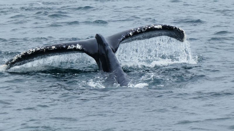 Mehr über den Artikel erfahren Chile – Von Punta Arenas zur Insel Feuerland (26.02.-02.03.24)